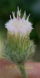  Capitulum with involucre
